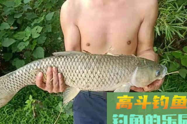 据说六月用这钓法，草鱼格外好钓
