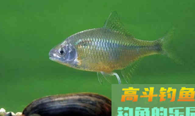 为了繁殖,鳑鲏鱼学会化妆,马口鱼改变身体结构,罗非鱼更拼 为了繁殖,鳑鲏鱼学会化妆,马口鱼改变身体结构,罗非鱼更拼