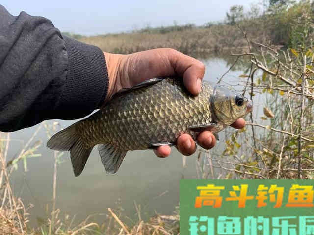 入冬降温后鲫鱼躲在哪里?怎样才能找到鲫鱼的藏身处 入冬降温后鲫鱼躲在哪里?怎样才能找到鲫鱼的藏身处