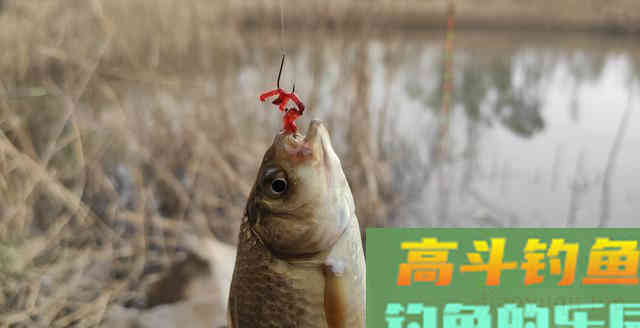 鲫鱼的智慧，或许才是如今小人物的翻身秘宝