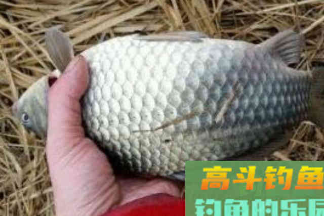 鲫鱼越大，反而越不好钓？庆幸我有这三大套路