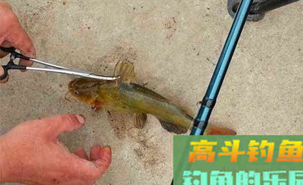 初冬钓黄颡鱼，这种钓法最实在，简单有效