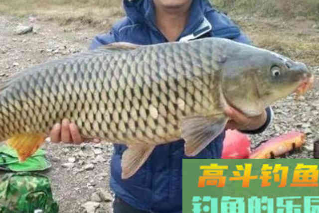 春天钓大鲤鱼全攻略，再冷都有鱼