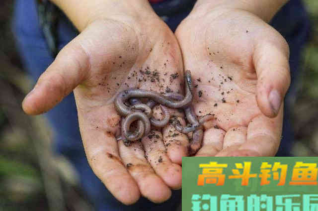 户外野钓大鲫鱼时,需要钓友牢牢记住的3个钓法套路 户外野钓大鲫鱼时,需要钓友牢牢记住的3个钓法套路