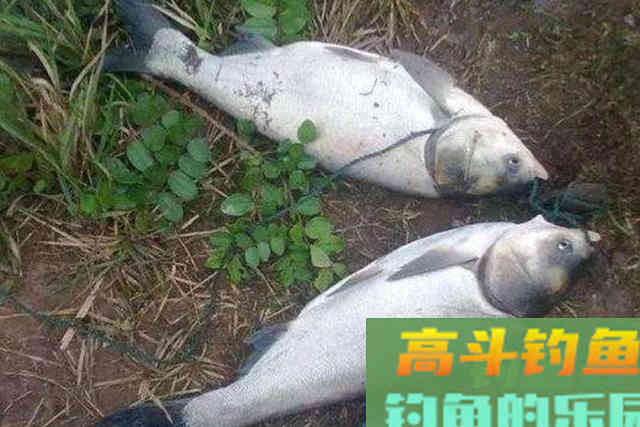 春天不要只钓鲫鱼,试试这鲢鳙钓法 春天不要只钓鲫鱼,试试这鲢鳙钓法