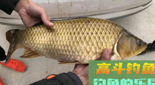 钓鲫鱼出现这七种漂相，都是鱼口，一抓一个准