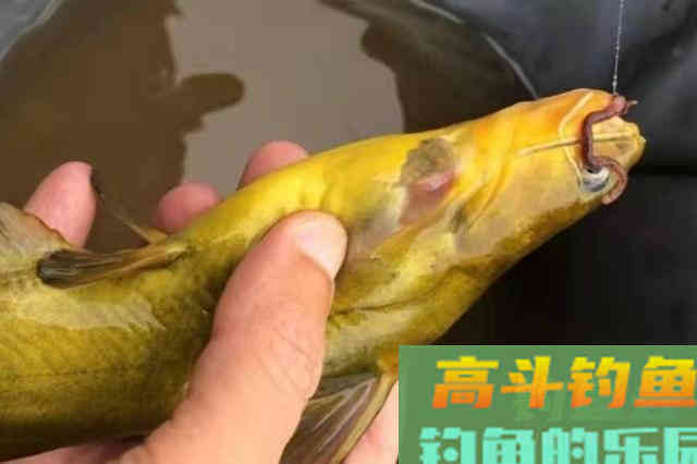 头一次用这黄骨鱼钓法就过瘾
