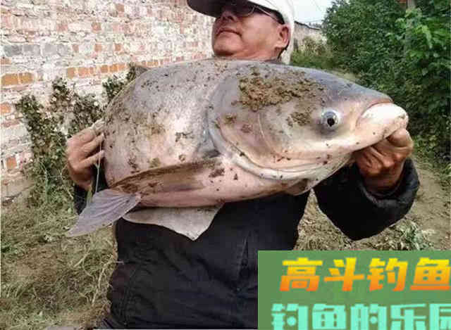 两种鲢鳙的简单钓法,和钓鲢鳙的饵料配方 两种鲢鳙的简单钓法,和钓鲢鳙的饵料配方