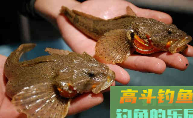 10种吃不起的淡水鱼,钓到这些鱼你就赚大了 10种吃不起的淡水鱼,钓到这些鱼你就赚大了