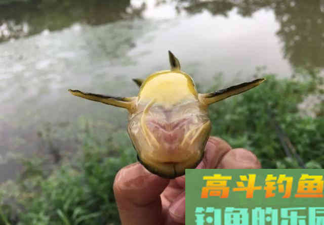 一钩拉饵一钩蚯蚓，秋冬野钓鲫鱼，屡创佳绩