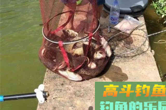 夏天一到,唯独这鲢鳙钓法才最霸气 夏天一到,唯独这鲢鳙钓法才最霸气