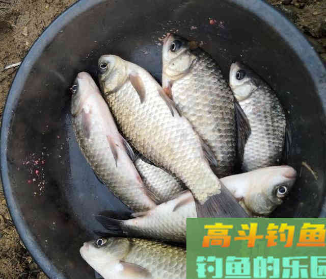 亮水草窝钓鱼，10米炮竿作钓鲫鱼，钓获30多条野生鲫鱼