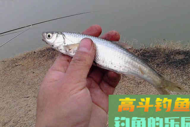 钓白条用我分享的方法，你下钩，它就在那等你