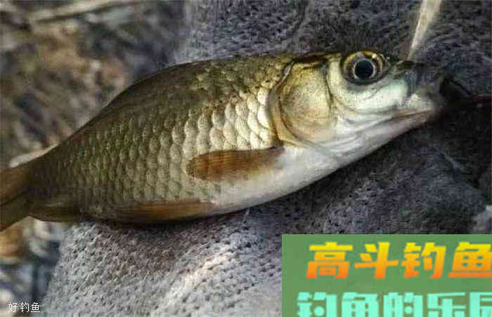 四种鲫鱼钓法，让你秋冬季也能爆护