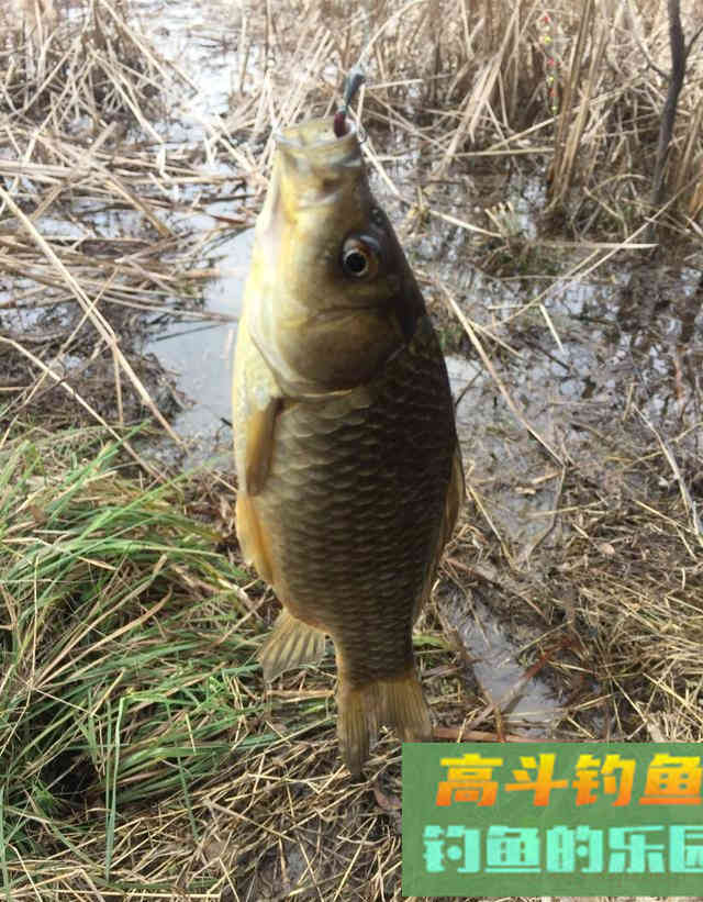 老钓友分享野钓鲫鱼攻略