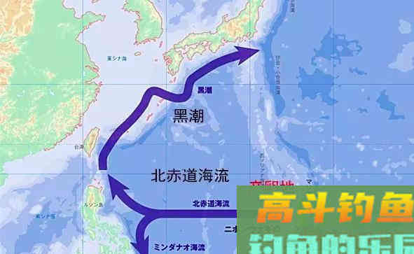 寿命50年的鳗鱼，产卵一次便死亡，要如何钓