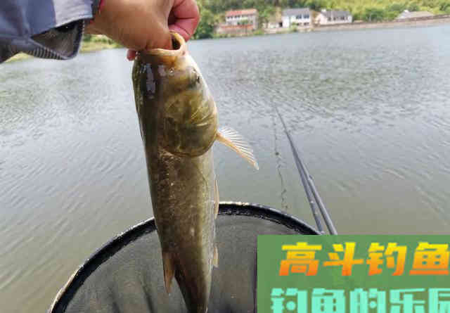 钓鲢鳙时频频锚鱼？简单的几个改动，能提升正口率