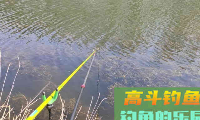 想钓大鲫鱼,现在正是时候 想钓大鲫鱼,现在正是时候