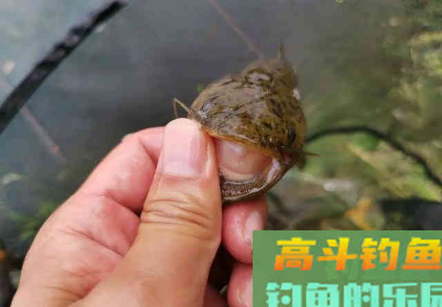 春季的鲶鱼怎么钓?掌握它的习性,才能快速地找到并钓获 春季的鲶鱼怎么钓?掌握它的习性,才能快速地找到并钓获