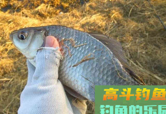关于传统&ldquo;冬钓鲫&rdquo;的心得体会