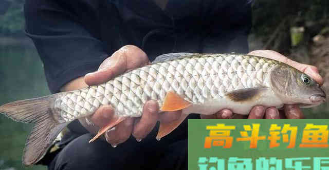 10种吃不起的淡水鱼,钓到这些鱼你就赚大了 10种吃不起的淡水鱼,钓到这些鱼你就赚大了