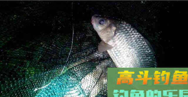 鲫鱼好不好钓?怎么钓我教你 鲫鱼好不好钓?怎么钓我教你