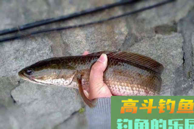 野钓黑鱼需牢记的一些钓法技巧