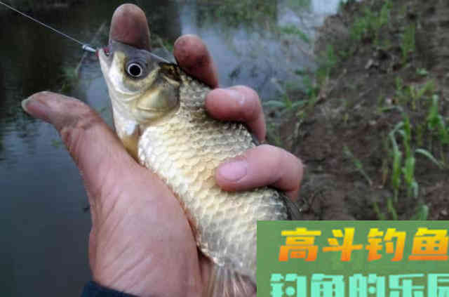 天冷后,钓大板鲫试试这3种特色钓法 天冷后,钓大板鲫试试这3种特色钓法