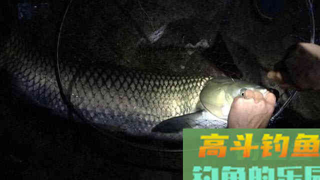 10斤多草鱼把手指伤了值得吗？这次疼入骨髓