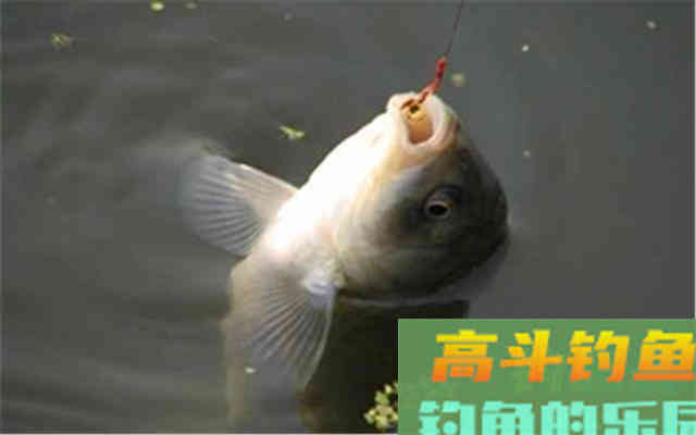 野钓鲫鱼频繁脱钩，和带不带倒刺无关，是几种原因