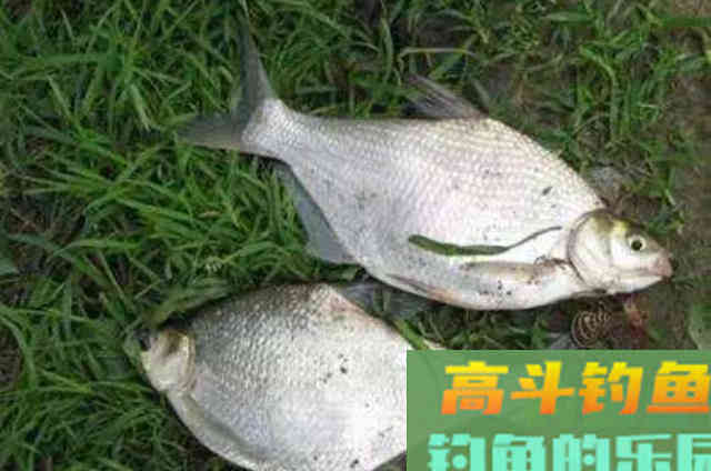 这鳊鱼钓法果然与众不同,抛竿入水就有口 这鳊鱼钓法果然与众不同,抛竿入水就有口
