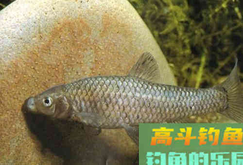 娇小麦穗鱼，已成功&ldquo;入侵&rdquo;34国！欧洲成了&ldquo;重灾区&rdquo;？