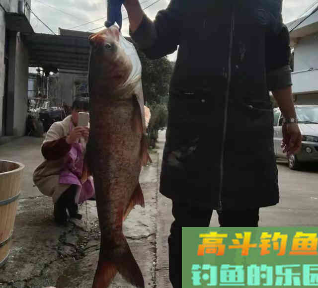 一年一度鲢鳙季,鲢鳙的垂钓也即将进入高潮 一年一度鲢鳙季,鲢鳙的垂钓也即将进入高潮