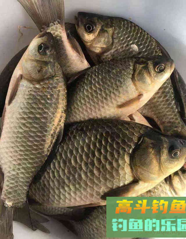 冬季钓鲫鱼,钓位选择很重要,这些选位技巧要知道 冬季钓鲫鱼,钓位选择很重要,这些选位技巧要知道