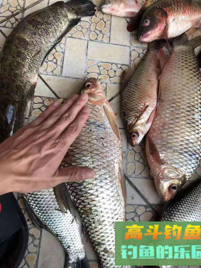 降温后野钓鲮鱼攻略,饵料和添加很关键 降温后野钓鲮鱼攻略,饵料和添加很关键