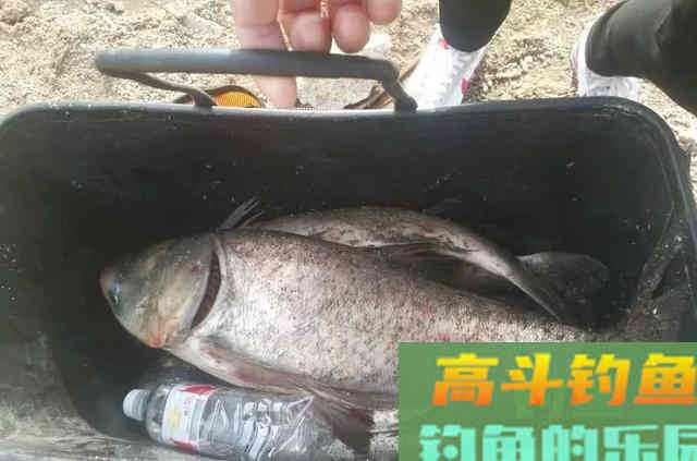 夜钓鲢鳙,试试这三招,渔获比白天很多 夜钓鲢鳙,试试这三招,渔获比白天很多