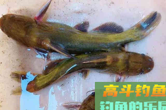 黄鸭叫这钓法太火了，简单实用又省事
