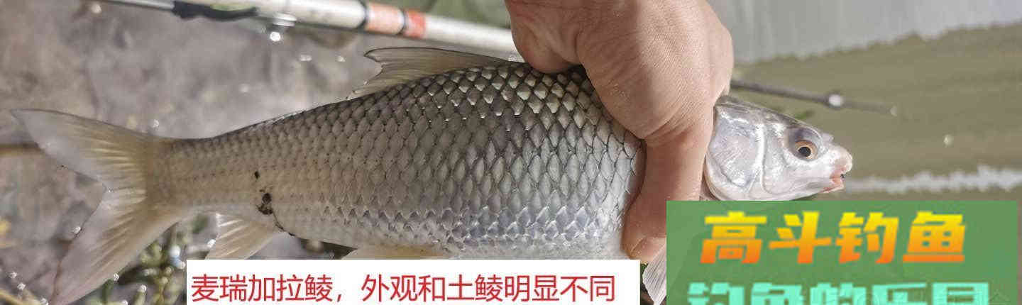 泰鲮、麦鲮凭什么把土鲮坑了？就凭你不认识它