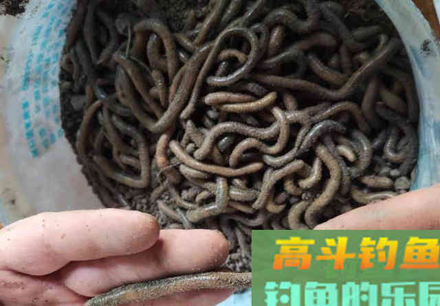 钓黄辣丁有特效饵?别再交智商税了,效果不如2块的蚯蚓 钓黄辣丁有特效饵?别再交智商税了,效果不如2块的蚯蚓