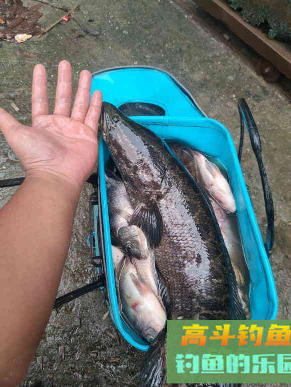 野生鱼和养殖鱼的区别 野生鱼和养殖鱼的区别