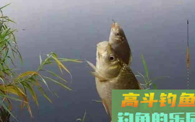 秋季钓鲫鱼为什么会空军？