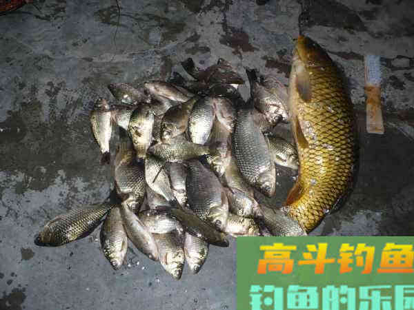洛鲤伊鲂，贵于牛羊，钓黄河鲤是一种怎样的感受