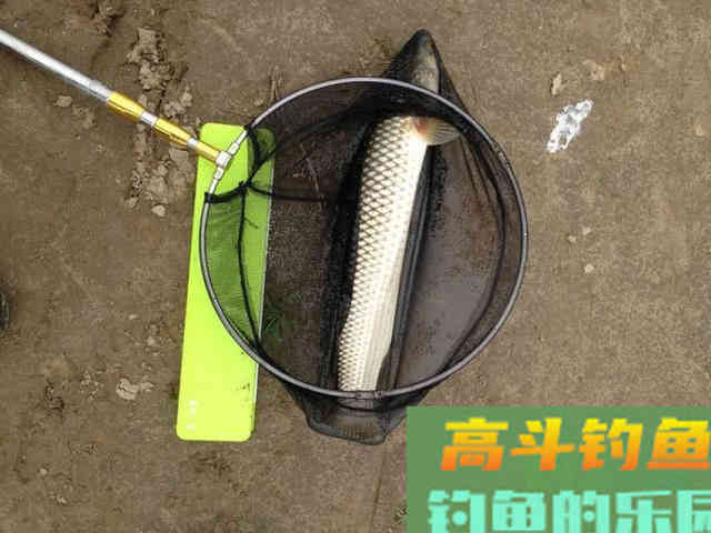 鲻鱼如何钓,钓内河鲻鱼的方法与技巧 鲻鱼如何钓,钓内河鲻鱼的方法与技巧