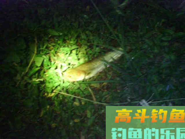秋季夜钓鲶鱼是全年最好季节,总结5个技巧 秋季夜钓鲶鱼是全年最好季节,总结5个技巧