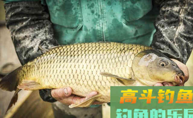 钓鲤鱼别人爆护你空军？分享3大不传妙招