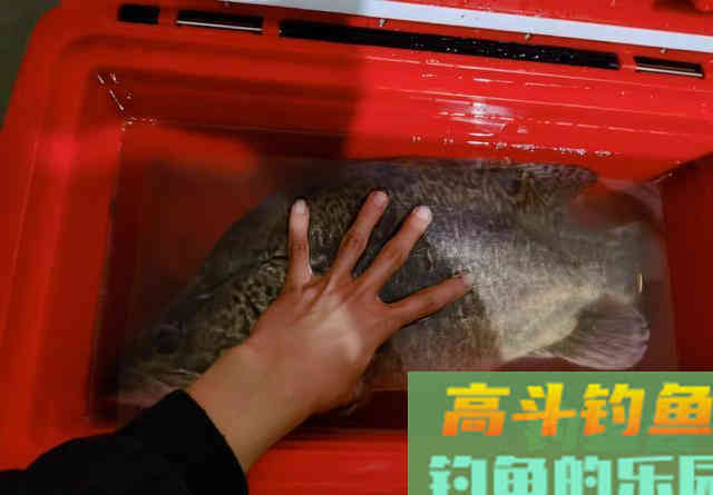 选好位置、用对方法，手竿也能钓鳜鱼