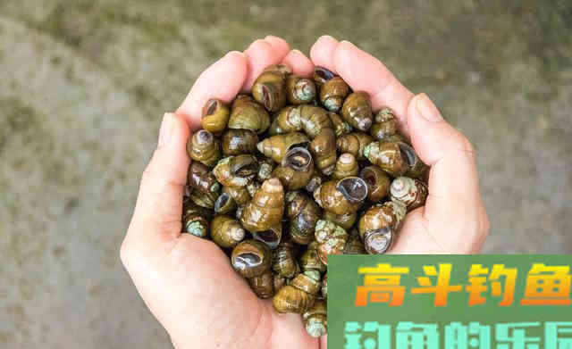 黑坑钓青鱼正口少、锚得多?要了解前因后果 黑坑钓青鱼正口少、锚得多?要了解前因后果