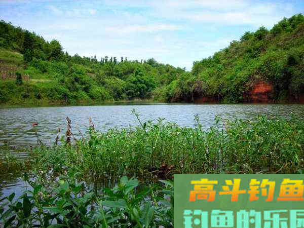 为什么土鲫鱼这么受到钓鱼人的青睐？