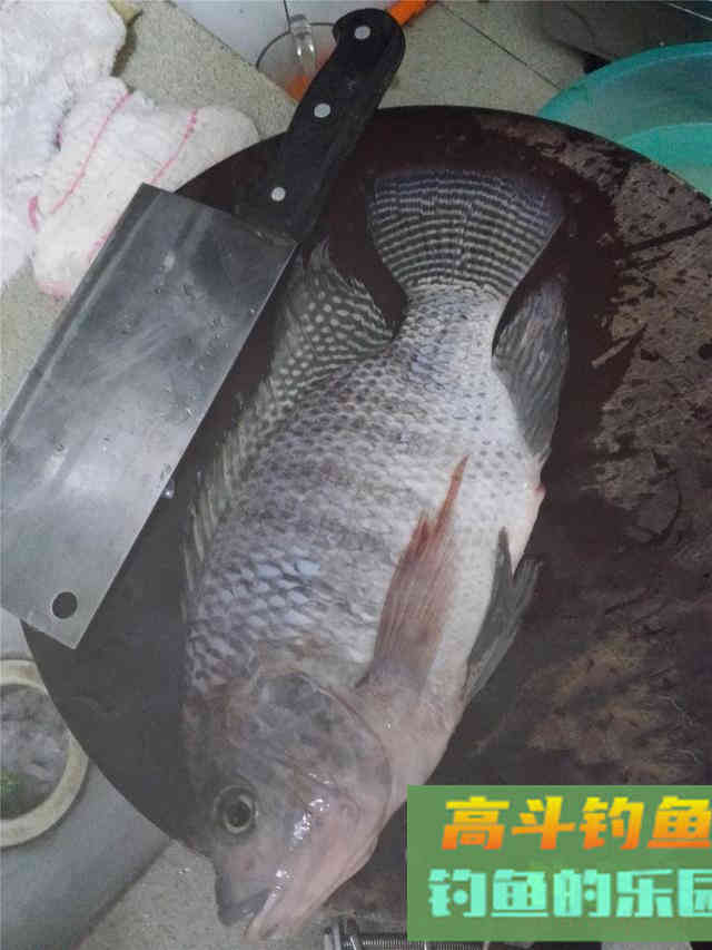 野钓大罗非最佳时机即将到来，饵料可自制
