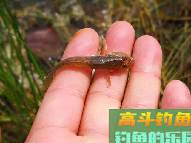 除了鲫鱼,试试这几种目标鱼,冬季给口也很好 除了鲫鱼,试试这几种目标鱼,冬季给口也很好